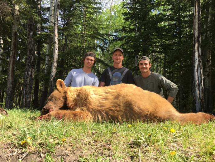 Fall Bear Hunts Alberta