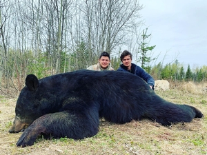 Bear Hunts