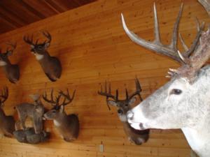 Lodge Photos