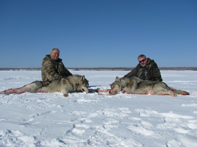 Whitetail Hunts