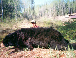 Bear Hunts