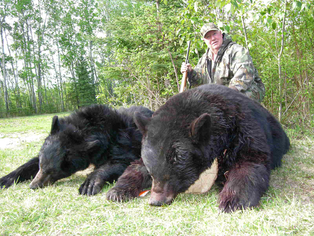 Bear Hunts