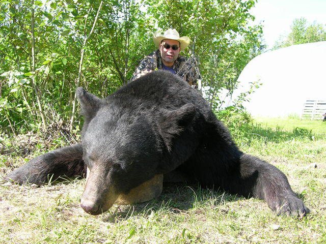 Bear Hunts