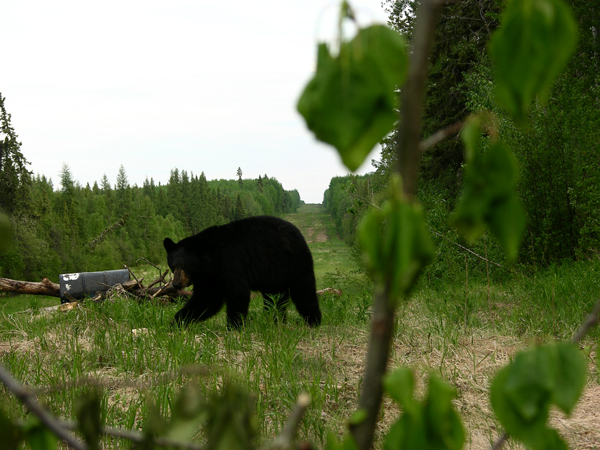 Bear Hunts