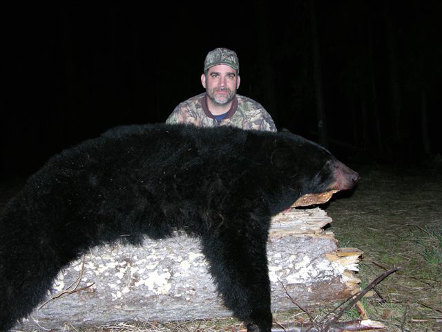 Bear Hunts