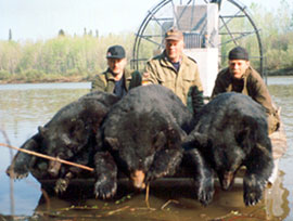 Bear Hunts
