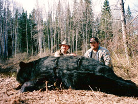 Bear Hunts