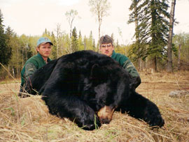 Bear Hunts