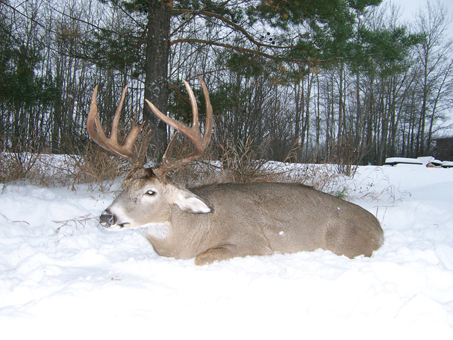 Whitetail Hunts
