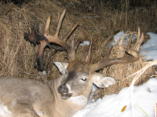 Whitetail Hunts