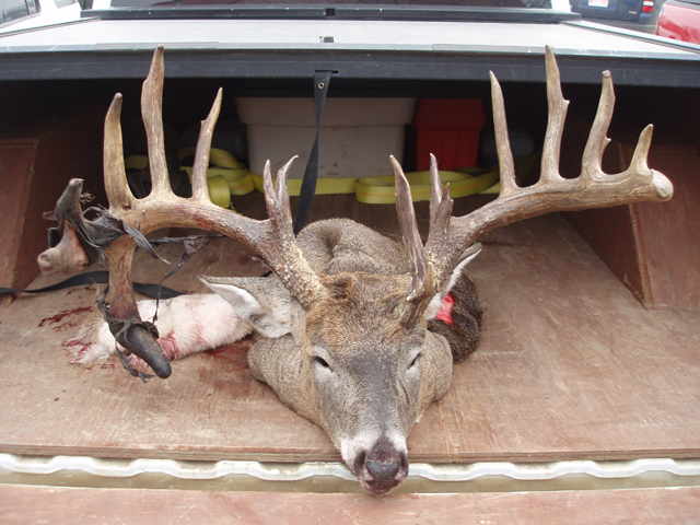 Whitetail Hunts